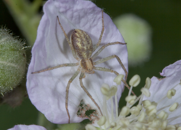 Philodromus sp.